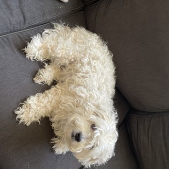 Red Carpet Dog Grooming - This is the before picture - Pet Groomers Near Me - Oceanside, California Red Carpet Dog Grooming - This is the before picture - Pet Groomers Near Me - Oceanside, California