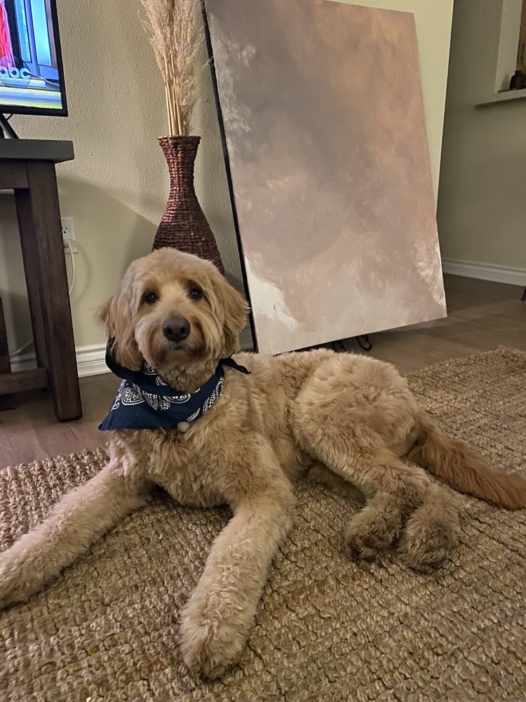 SWEET YORKIE KISSES Updated August 2024 64 Photos & 27 Reviews