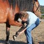 Photo of Animal Chiropractic Care