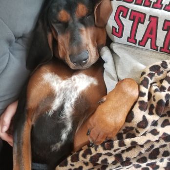 Got Sit Dog Training - Pet Training Near Me