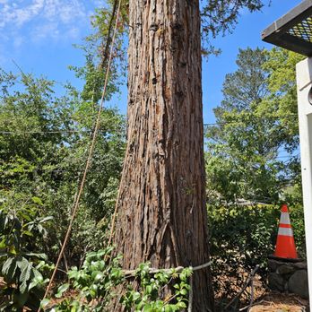 Aguilera's Tree Service - Tree Services Near Me - Vacaville, California Aguilera's Tree Service - Tree Services Near Me - Vacaville, California