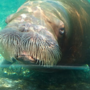 Six Flags Discovery Kingdom - Walrus up close. - Amusement Parks Near Me - Vallejo, California