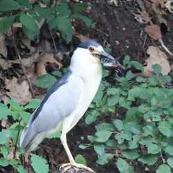 Blackstone River Bikeway - Black crowned night heron with his dinner in the Blackstone River Canal in Lonsdale, RI