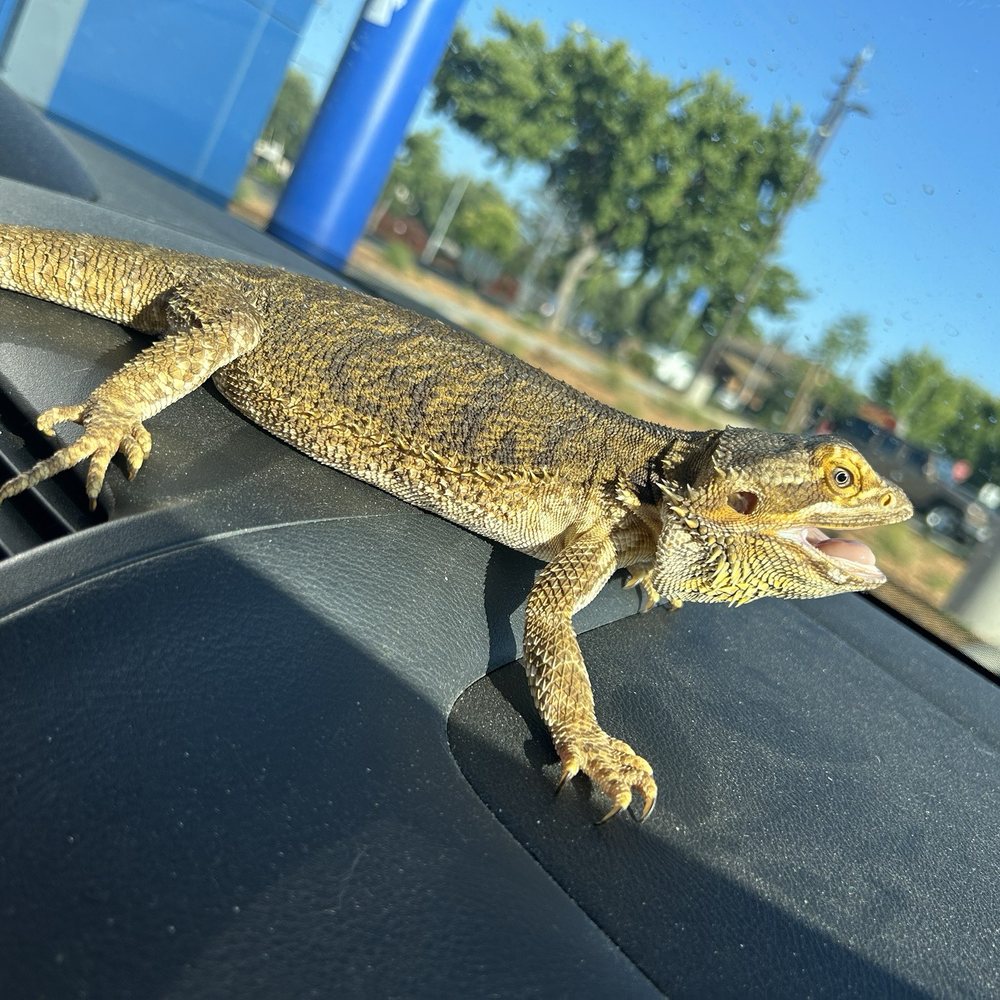 BONUS: A photo of my bearded dragon at Dutch! BONUS: A photo of my bearded dragon at Dutch!
