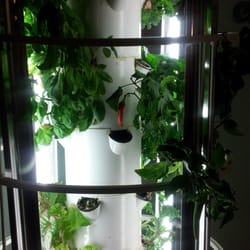 Oasis Chiropractic and Wellness Center - Help yourself to some fresh organic lettuce