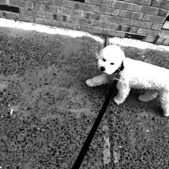 Frida's Premium Pet Services - Angie sent me this while babysitting Ernie overnight :) - Pet Boarding Near Me
