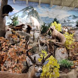 Cabela's