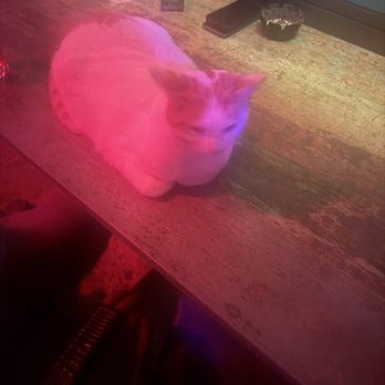 Inglewood Lounge - The inglewood cat. Shes so cute! - Lounges Near Me - Nashville, Tennessee