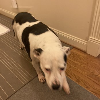 Constance & Pets Petsitting Services - Pet Sitting Near Me Constance & Pets Petsitting Services - Pet Sitting Near Me