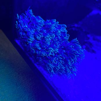 Shillington Aquariums - Green star polyp $24.99!! CHEAP - Pet Stores Near Me - Calimesa, California Shillington Aquariums - Green star polyp $24.99!! CHEAP - Pet Stores Near Me - Calimesa, California