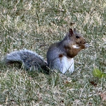 Longwood Gardens - Squirrel with a nut! - Botanical Gardens Near Me - Kennett Square, Pennsylvania