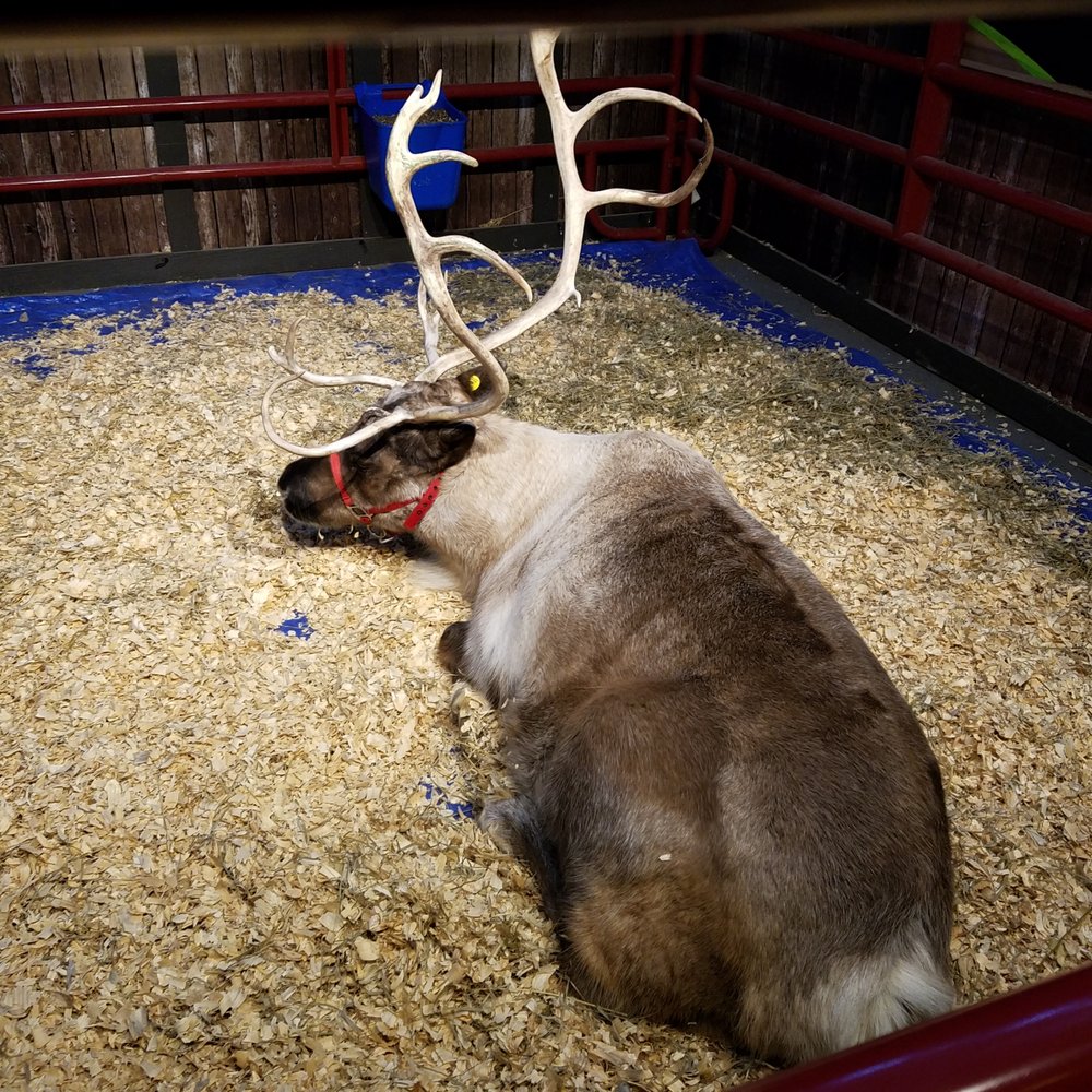 CHRISTMAS AT THE ZOO 171 Photos & 33 Reviews 1200 W Washington St