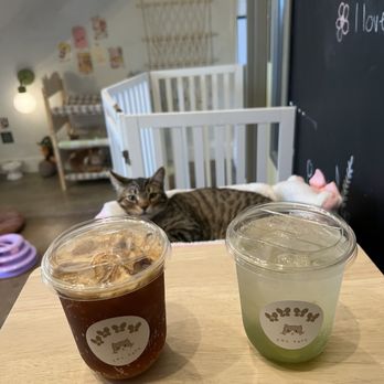 Nabi Cat Cafe - Korean Pear Espresso Tonic and Green Grape Ade, Chestnut - Themed Cafes Near Me - Santa Clara, California Nabi Cat Cafe - Korean Pear Espresso Tonic and Green Grape Ade, Chestnut - Themed Cafes Near Me - Santa Clara, California
