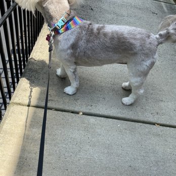 Bubbly Pups - Pet Groomers Near Me - Charlotte, North Carolina