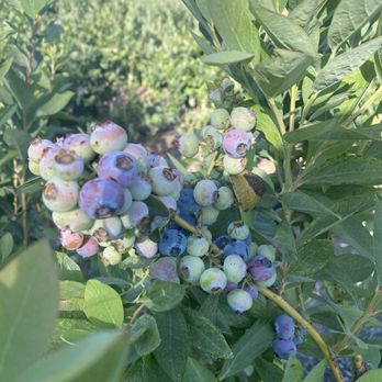 Temecula Berry - Farms Near Me - Temecula, California