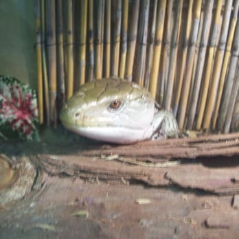 Village Pet Shop - Skink - Pet Stores Near Me - Livermore, California Village Pet Shop - Skink - Pet Stores Near Me - Livermore, California