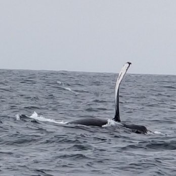Discovery Whale Watch - Whale Watching Tours Near Me - Monterey, California