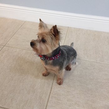Happy Dog Wash - Thank you Maritza! - Pet Groomers Near Me - Orlando, Florida Happy Dog Wash - Thank you Maritza! - Pet Groomers Near Me - Orlando, Florida