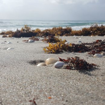 Juno Beach Park - Beaches Near Me - North Palm Beach, Florida