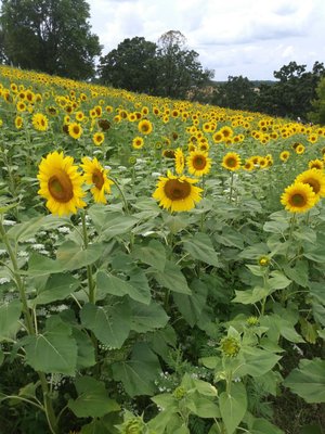 Pope Farm Conservancy by null