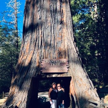 Drive-Thru Tree - Posing at the Chandelier Tree - Parks Near Me - Leggett, California
