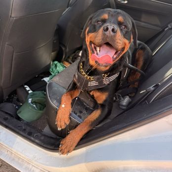 Petco - Ryan my doggo - Pet Stores Near Me - Sunset Valley, Texas Petco - Ryan my doggo - Pet Stores Near Me - Sunset Valley, Texas