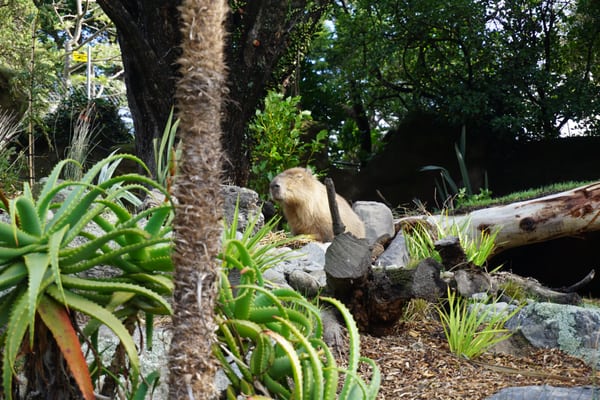 Wellington Zoo by null