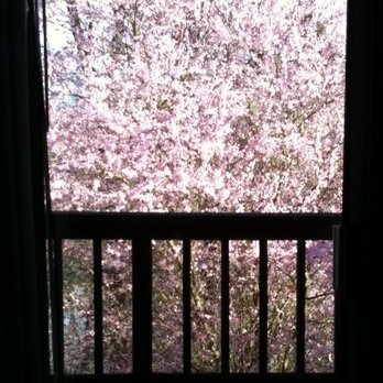 Pietila Properties - Springtime bloom is colorful right outside the deck. - Property Management Near Me - Vancouver, Washington Pietila Properties - Springtime bloom is colorful right outside the deck. - Property Management Near Me - Vancouver, Washington