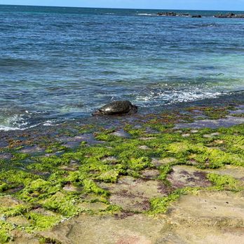 Laniakea Beach - Sea turtle chillin' - Beaches Near Me - Haleiwa, Hawaii Laniakea Beach - Sea turtle chillin' - Beaches Near Me - Haleiwa, Hawaii