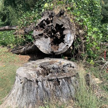 SG Tree service - Original stump and felled tree. - Tree Services Near Me SG Tree service - Original stump and felled tree. - Tree Services Near Me
