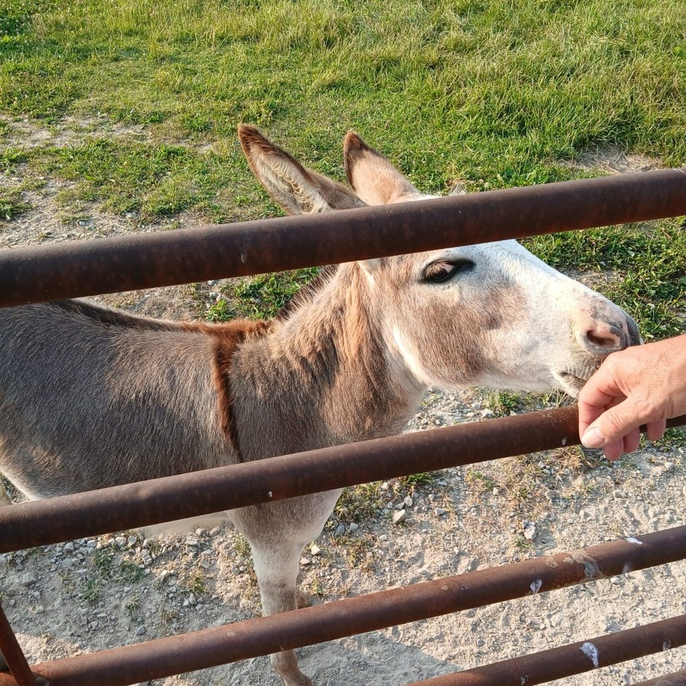 Grandma's RV Camping - Yes they have Donkeys - RV Parks Near Me - Shepherdsville, Kentucky