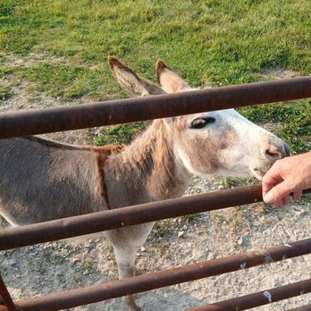 Grandma's RV Camping - Yes they have Donkeys - RV Parks Near Me - Shepherdsville, Kentucky