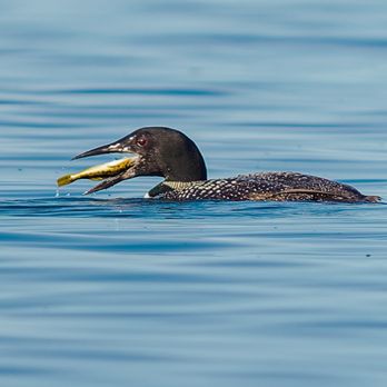 Bluewater Bistro - I was sure I had a picture of our food, but can't find it so here's the loon eating a fish. - Seafood Near Me - Qualicum, British Columbia Bluewater Bistro - I was sure I had a picture of our food, but can't find it so here's the loon eating a fish. - Seafood Near Me - Qualicum, British Columbia