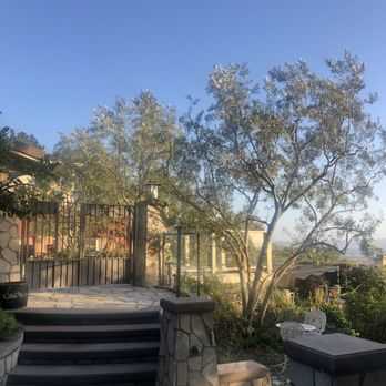 Zamora Tree Services - Olive tree thinning and lacing - Tree Services Near Me