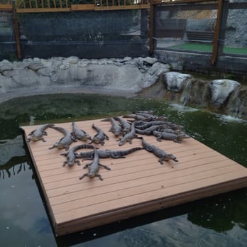 Smugglers Cove Adventure Golf - Baby alligators - Mini Golf Near Me - Bradenton, Florida