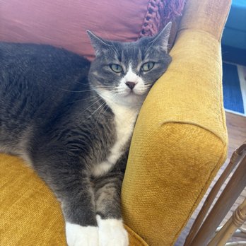 BluePearl Pet Hospital - Sailor finally relaxing after they fixed her up! - Veterinarians Near Me - Cedar Rapids, Iowa BluePearl Pet Hospital - Sailor finally relaxing after they fixed her up! - Veterinarians Near Me - Cedar Rapids, Iowa