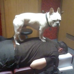 The Healing Touch Chiropractic - Hugo gives the Doctor a little love.