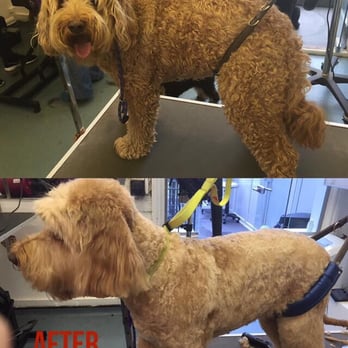 The Loft Dogs - Pet Groomers Near Me - Uxbridge, XGL