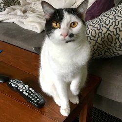 The Cat’s Meow Pet Sitting Services