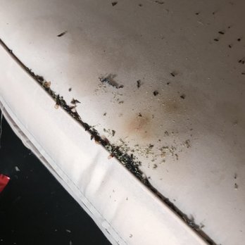Page's Self Storage - Mouse feces & urine (?) on my couch cushion - Self Storage Near Me - Lagrangeville, New York