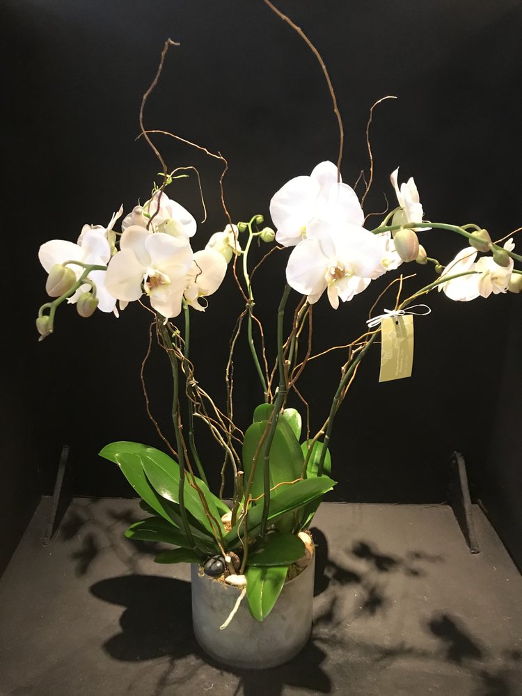 ELIZABETH HOUSE FLOWERS Updated September 2024 45 Photos & 20