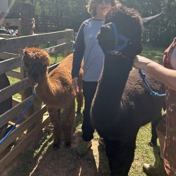 Buddy’s Alpaca Farm - My 13 year old son with Buddy and Cowboy Ninja - Attraction Farms Near Me