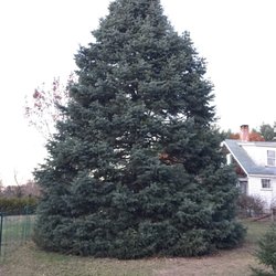 Christmas Trees In Marion Yelp