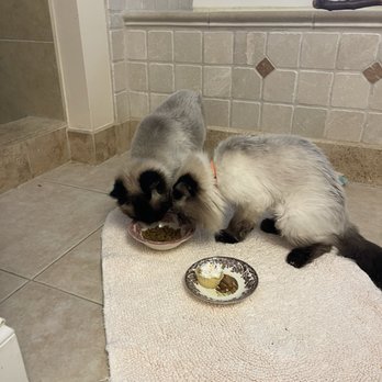 Forsyth Animal Hospital - Marco and Polo age 18 - Veterinarians Near Me - Cumming, Georgia
