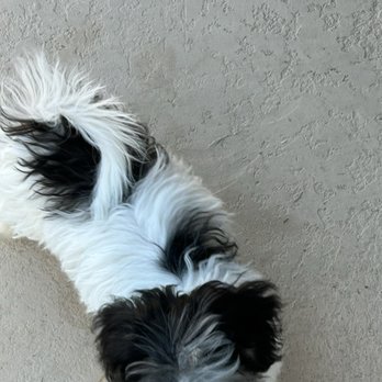 Best Friends Kennels - Our little Tidbit - Pet Breeders Near Me