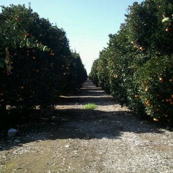 California Citrus Producers - a dirt road lined with orange trees - Juice Bars & Smoothies Near Me - Lindsay, California California Citrus Producers - a dirt road lined with orange trees - Juice Bars & Smoothies Near Me - Lindsay, California