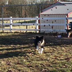 Danielle Ruiz-Murphy Center Dog Park