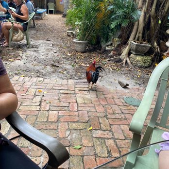 Blue Heaven - Rooster - Breakfast & Brunch Near Me - Key West, Florida