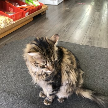 Chung Chou City - Feline mascot - International Grocery Near Me - San Francisco, California Chung Chou City - Feline mascot - International Grocery Near Me - San Francisco, California