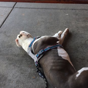 Gatehouse Tavern - Even the dogs chill at this place - American Near Me - Wake Forest, North Carolina Gatehouse Tavern - Even the dogs chill at this place - American Near Me - Wake Forest, North Carolina